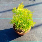 Baza čierna (Sambucus Nigra) ´GOLDEN TOWER´® - výška 20-30 cm, kont. C2L
